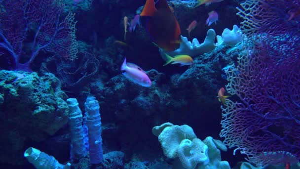 Arrecife Coral Pacífico Sur Océano Submarino — Vídeo de stock