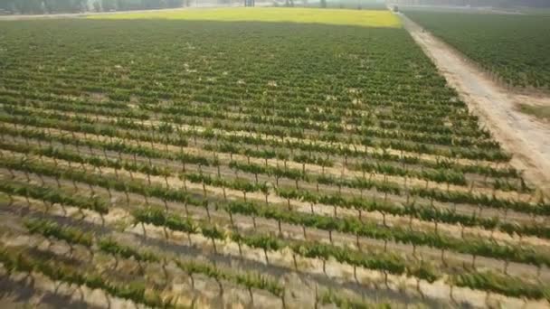 Kaliforniya Şaraphanesi Ayçiçeği Tarlası Sonoma California Hava Çekimi — Stok video