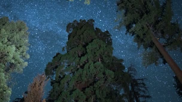 Sequoia General Grant Láctea Galaxy Worlds 2Nd Largest Tree Kings — Vídeo de Stock