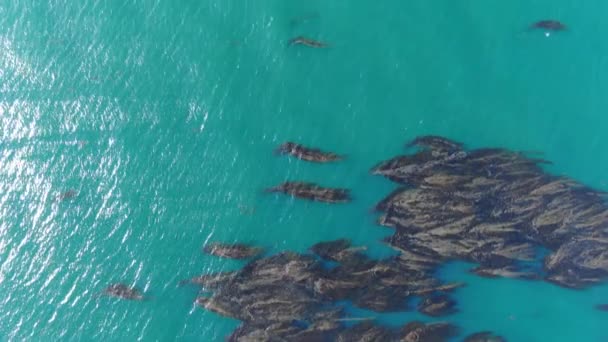 加州凯尔特人森林鸟瞰空中射中太平洋 — 图库视频影像