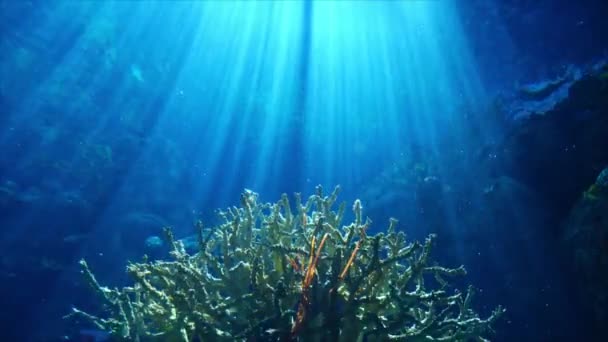 コーラルリーフのハンマーヘッドシャーク 水中太陽光 — ストック動画