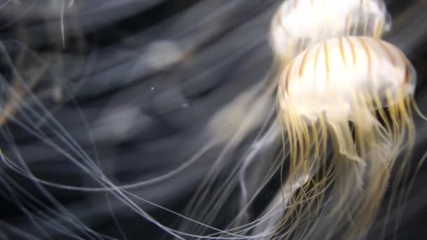 Meduza Japoński Morze Pokrzywy Chrysaora Pacifica Zbliżenie — Wideo stockowe