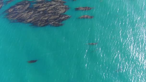 California Kelp Forest Birds Eye View Luchtfoto Van Stille Oceaan — Stockvideo