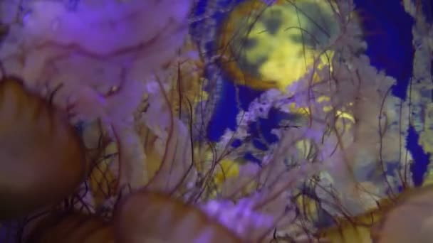 Медузы Pacific Sea Nyle Chrysaora Fuscenes — стоковое видео