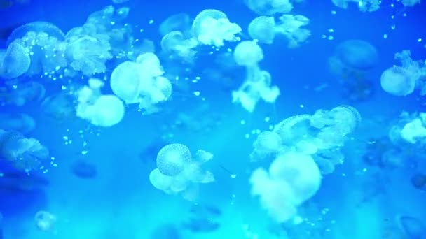 Medusas Manchadas Mastigias Geléia Papua Lagoa Geléia Mar Azul — Vídeo de Stock