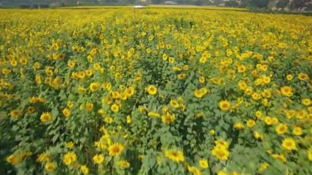 Sunflower Field Sonoma California Aerial Shot Forward — Stock Video