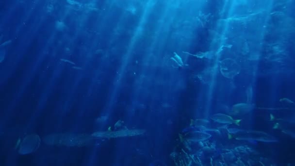 Pesce Tropicale Nella Barriera Corallina Luce Solare Subacquea Dell Oceano — Video Stock