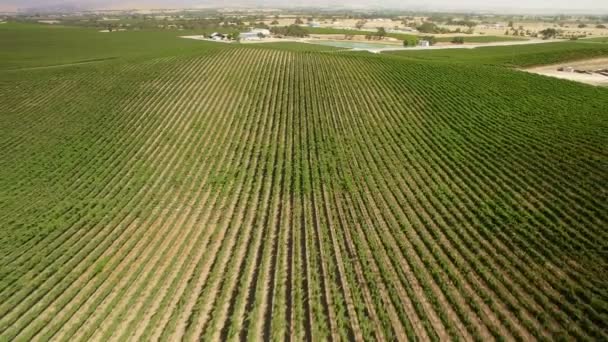 Vinhedo Adega Califórnia Paso Robles Aerial Shot Wine Country Backward — Vídeo de Stock