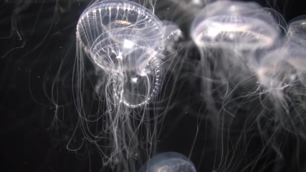 Meduza Crystal Jelly Aequorea Victoria Białe Zbliżenie — Wideo stockowe
