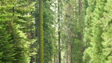 Sequoia Ulusal Parkı Dev Ormanı Gündüz Zamanı Kaliforniya