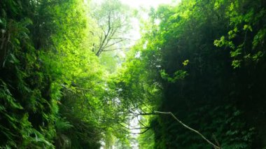 Redwood Ulusal Parkı Fern Kanyonu Zaman Süreleri California Eğilimi