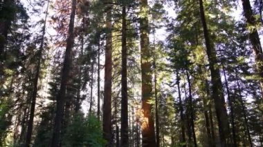 Sequoia Ulusal Parkı Dev Orman Günbatımı Hafif Kaliforniya Sola
