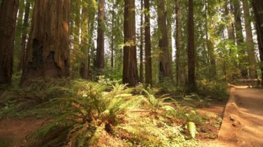 Kaliforniya Stout Grove Yolu 'ndaki Redwood Ulusal Parkı Eğreltiotu ve Dev Ağaçlar