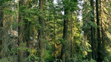 Sequoia Kings Canyon Ulusal Park Katır Geyiği Grant Grove California 'da