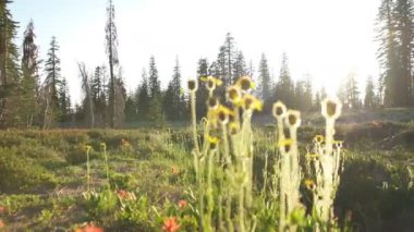 Panther Meadows 'da Shasta Dağı Günbatımı Dengeleyici Gimbal Vuruşu Sağ Kaliforniya