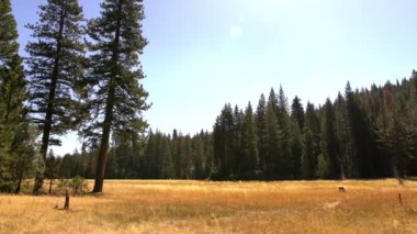 Kings Canyon Ulusal Parkı Hint Havzası Koru Çayırı Dolly Sağ Kaliforniya