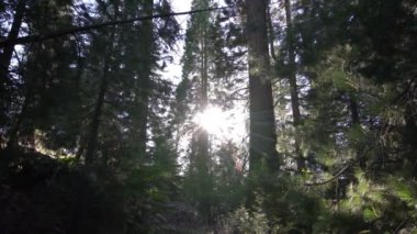 Sequoia Ulusal Parkı Dev Orman Günbatımı Işık Yansıması Kaliforniya 'dan Ayrıldı