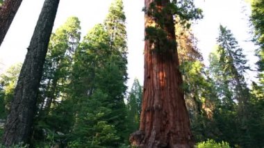 Kings Canyon Ulusal Parkı Grant Grove Günbatımı Kaliforniya