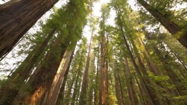 Yağmur ormanlarındaki Redwood Ulusal Parkı Dev Ağaçları Koca Kalın Korusu Kaliforniya 'da