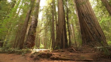 Dev Ağaçlar 'da Redwood Ulusal Parkı Sabah Işığı Yağmur Ormanı Yağ Korusu Kaliforniya