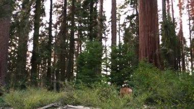 Sequoia Kralları Kanyonu Ulusal Park Katır Geyiği Grant Grove California Pan Solu