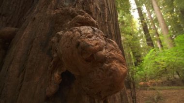 Yağmur Ormanı Korusu Kaliforniya 'daki Redwood Ulusal Parkı Antik Dev Ağaç Kabuğu