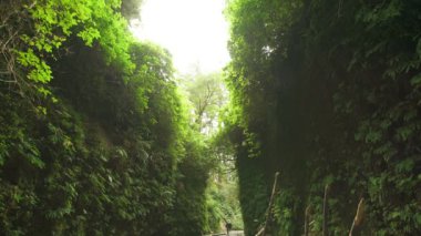 Redwood Ulusal Parkı Fern Kanyonu Güneş Işığı Kaliforniya Yağmur Ormanı 'ndaki Dereyi vurdu