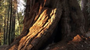 Sequoia Ulusal Parkı Dev Orman Günbatımı Kaliforniya Soldaki Ağaç Üssü
