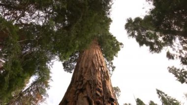 Sequoia Ulusal Parkı Dev Ormanı Kaliforniya Yakınlaşması