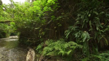 Redwood Ulusal Parkı Fern Kanyonu Kaliforniya Yağmur Ormanı
