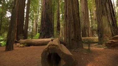Redwood Ulusal Parkı Dev Ağaçlar ve Yağmur Ormanındaki Kütükler Kaliforniya 'yı Eğiyor