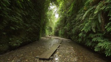 Kaliforniya 'nın Karanlık Yağmur Ormanı' ndaki Redwood Ulusal Parkı Fern Canyon Wood Köprüsü
