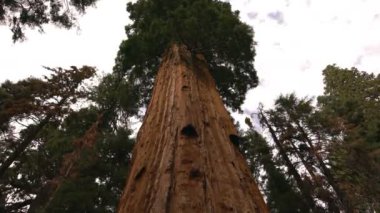 Sequoia Ulusal Parkı Sherman Grove Zaman Süreleri Dev Ağaçlar ve Bulutlar Kaliforniya Yakınlaşması