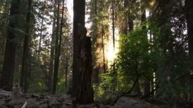 Sequoia Ulusal Parkı Dev Orman Günbatımı Işık Yansıması