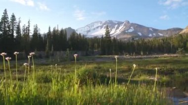 Shasta Dağı Panter Çayırı Dengeleyicisi Gimbal Vuruşu Sağdan Kaliforniya
