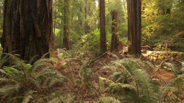 Yağmur Ormanları 'ndaki Redwood Ulusal Park Eğreltileri Kalın Koruluk California