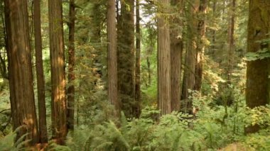 Redwood Ulusal Parkı Stout Grove California Pan Sağa