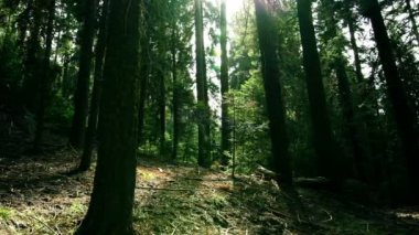 Sequoia Ulusal Parkı Dev Orman Gündoğumu Gündoğumu Hızlanma Tekrarı