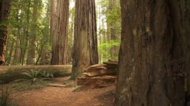 Sekoya Ulusal Parkı Yağmur Ormanındaki Dev Ağaçlara Bakıyor Kalın Koru California