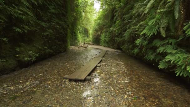 Redwood National Park Fern Canyon Wood Bridge Creek Het Regenwoud — Stockvideo