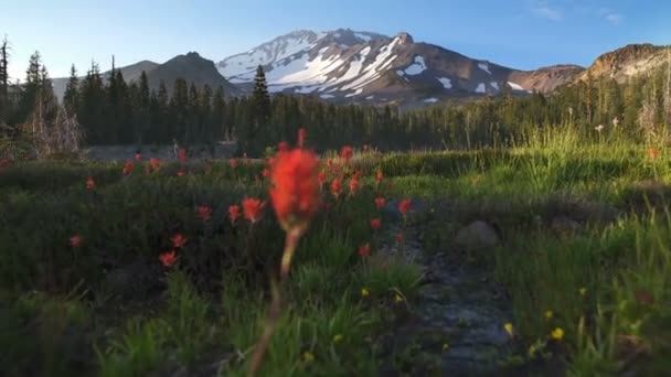 Mount Shasta Panther Łąki Kwiaty Stabilizator Gimbal Strzał Przodu Kalifornia — Wideo stockowe