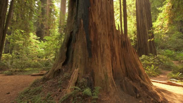 Редвуд Национальный Парк Гигантские Деревья Тропических Лесах — стоковое видео