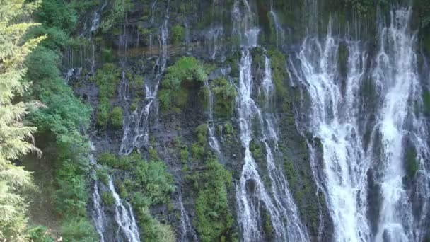 Waterfalls Shasta California Burney Falls Trees — Stock Video