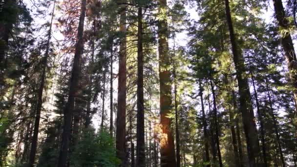 红杉国家公园巨大的森林夕阳西下加利福尼亚潘左边 — 图库视频影像