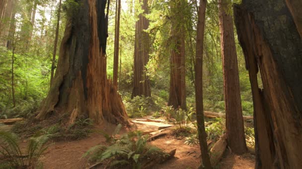 Mammutbäume Redwood Nationalpark Kalifornischen Regenwald — Stockvideo