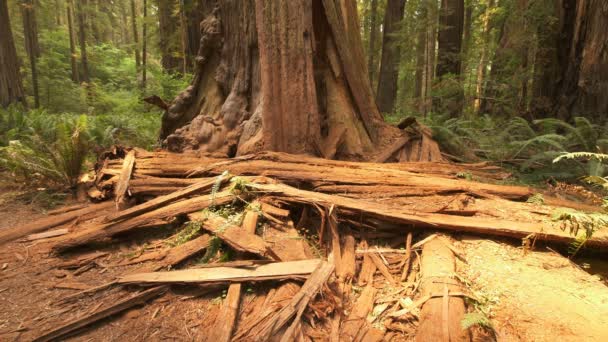 Redwood National Park Fallen Giant Trees Rainforest Stout Grove California — Stock video