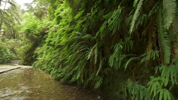 Redwood National Park Fern Canyon Wall Fern Creek Pan Left — Stock Video