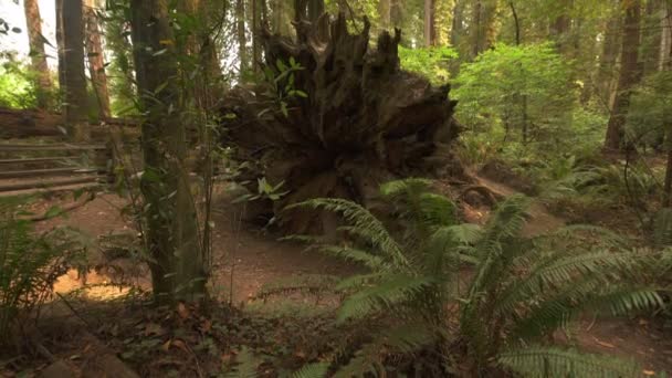 Redwood National Park Gevallen Reuzenbomen Log Rain Forest California Tilt — Stockvideo