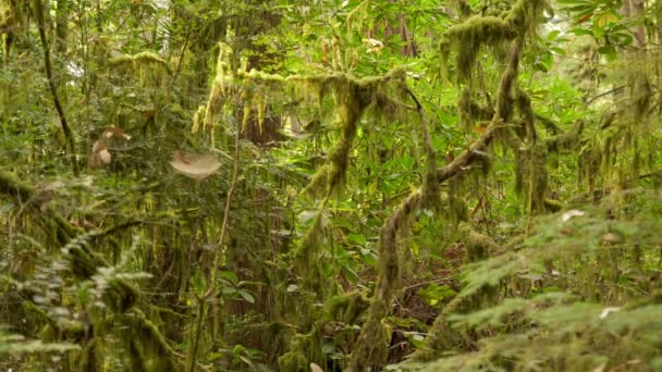 Национальный Парк Редвуд Стаут Гроув Мосс Покрыл Тропический Лес Зум — стоковое видео