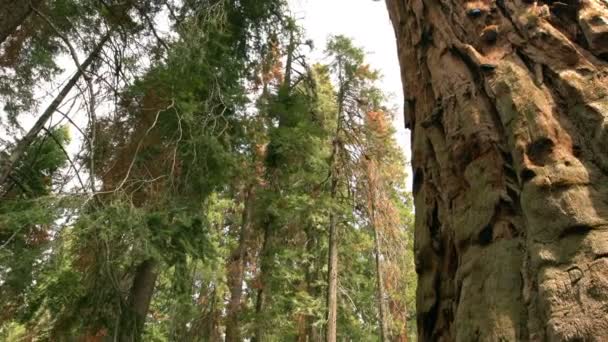 红杉国家公园巨大的森林日落加利福尼亚泛权 — 图库视频影像